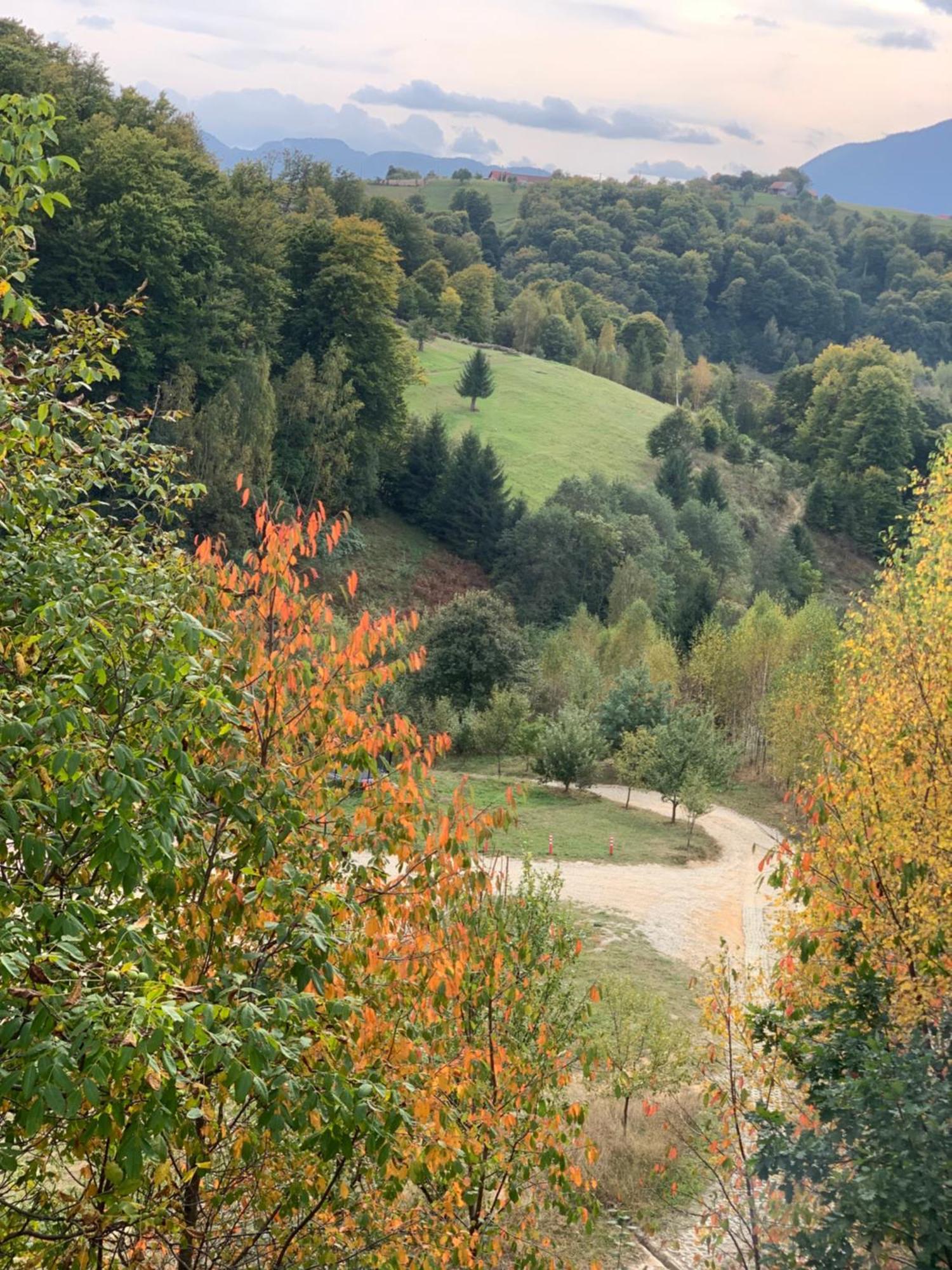 Cabana 7 Brazi Poiana Mărului Buitenkant foto